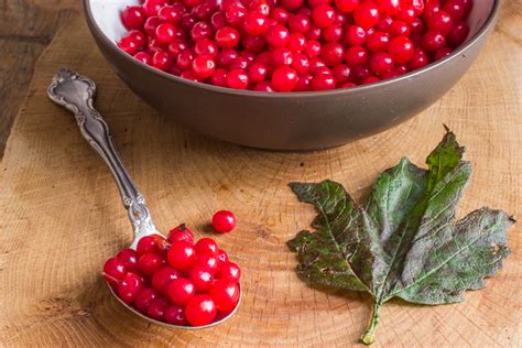 foraging-and-cooking-highbush-cranberries-or image