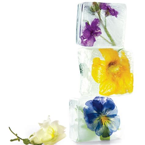 floral-ice-cubes-martha-stewart image