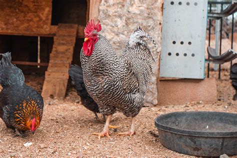 how-to-make-your-own-chicken-or-poultry-feed image