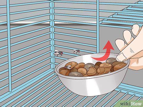 3-ways-to-feed-pet-doves-wikihow-pet image