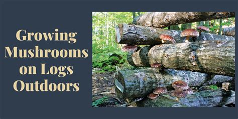 a-guide-to-growing-edible-mushrooms-on-hardwood image
