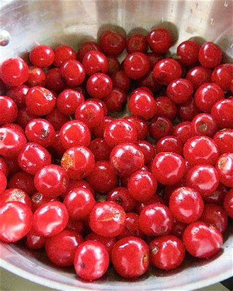 sour-cherry-juice-a-2014-tart-cherry-must image