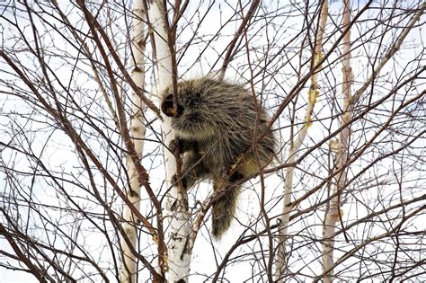 porcupine-control-and-treatments-for-the-home-yard image