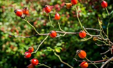 raw-rosehip-syrup-how-to-make-and-use-woodland image