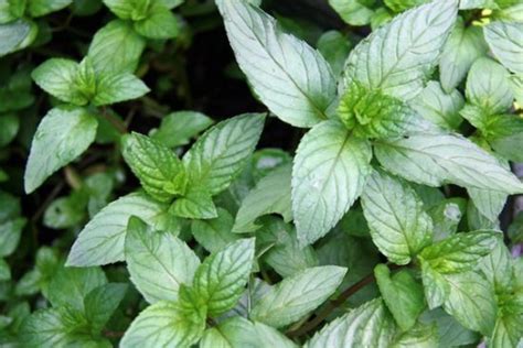 10-growing-tips-uses-for-chocolate-mint-organic image