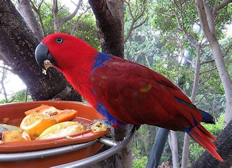 homemade-food-for-parrots-my-animals image