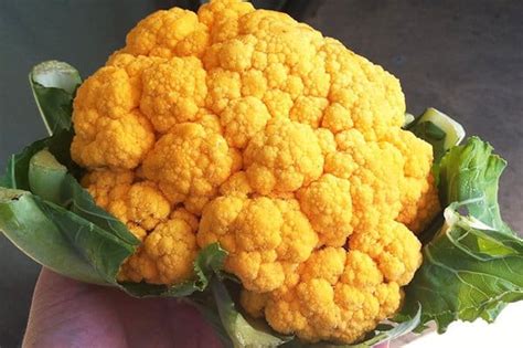 health-benefits-of-orange-cauliflower image