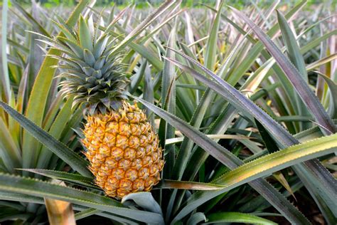 pineapple-health-benefits-risks-nutrition-facts-live image