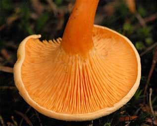 chanterelle-mushrooms-identification-foraging-and image