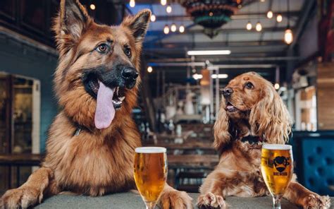 can-dogs-drink-beer-2022-guide-dog-food-genius image