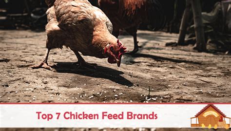 top-7-chicken-feed-brands-in-2022-the-happy-chicken image