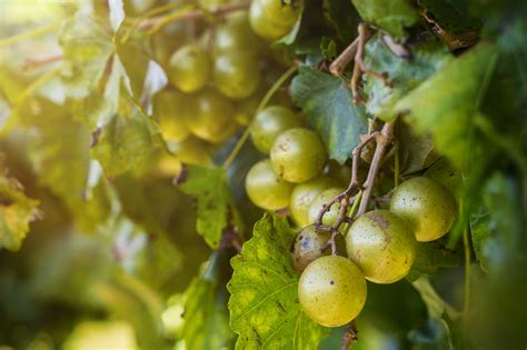 scuppernong-grapes-are-the-stuff-of-southern-legend image