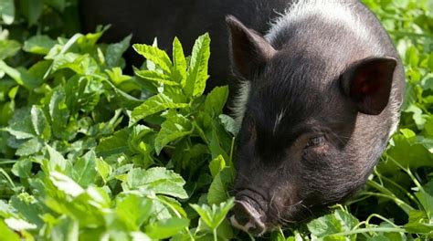 what-can-pigs-eat-out-of-your-garden-countryside image