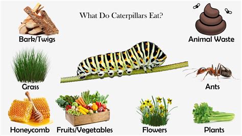 what-do-caterpillars-eat-feeding-nature image