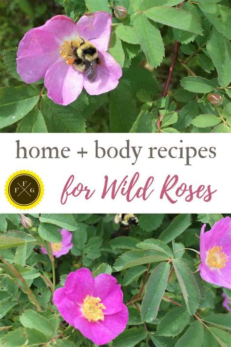 wild-rose-flower-recipes-family-food-garden image