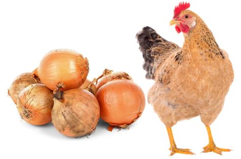 can-chickens-eat-onions-things-no-one-will-tell-you image