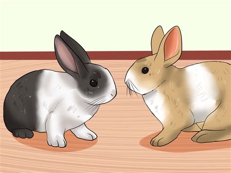 how-to-care-for-dutch-rabbits-with-pictures-wikihow image