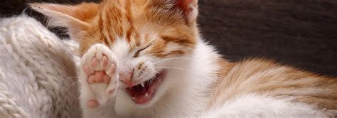 what-is-feline-bartonella-or-cat-scratch-fever-hills-pet image