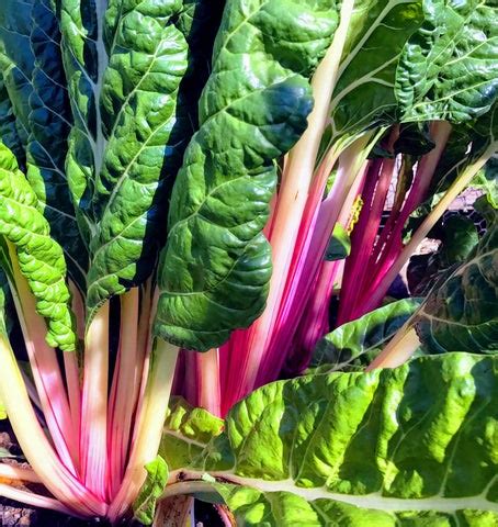 air-fried-swiss-chard-chips-drink-living-juice image