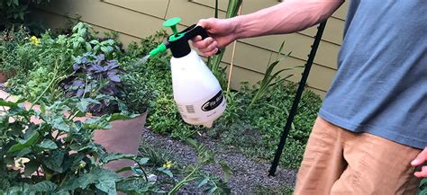 how-to-foliar-spray-feed-protect-plants-at-the-leaves image
