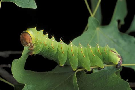 what-plants-do-caterpillars-eat-thoughtco image