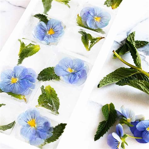 pretty-pansy-flower-ice-cubes-seasons-and image