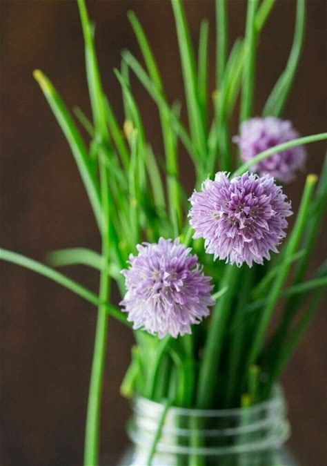 10-chives-recipes-to-try-a-couple-cooks image