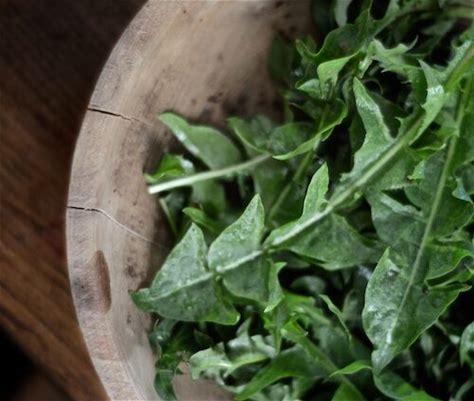 wilted-dandelion-greens-nourished-kitchen image