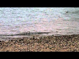 oysters-getting-harvested-at-totten-inlet-youtube image