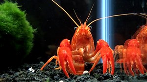 tangerine-lobster-care-size-color-food-molting-video image