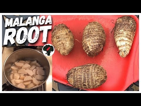 how-to-cook-malanga-root-youtube image