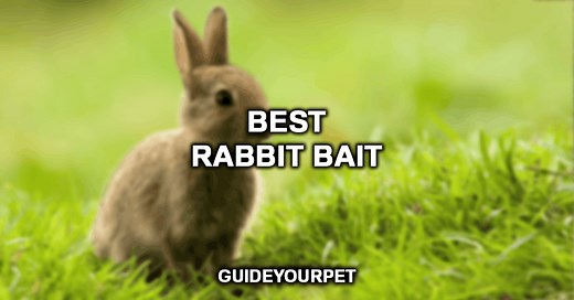 what-is-the-best-rabbit-bait-rabbit-bait-guide image
