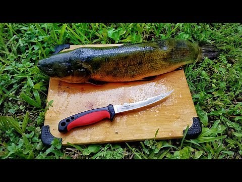 catch-and-cook-bowfin-mudfish-dogfish-extremely image