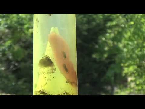 best-food-attractant-bait-for-yellow-jackets-youtube image