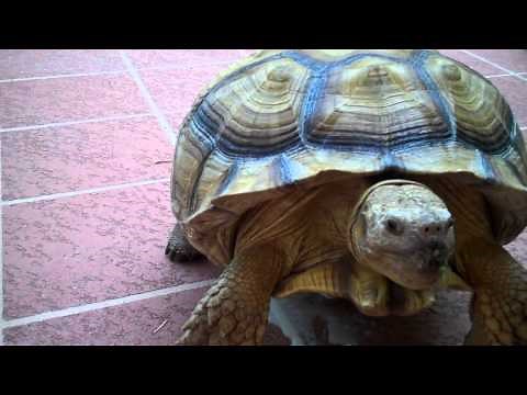 speedys-big-o-turtlegasm-youtube image